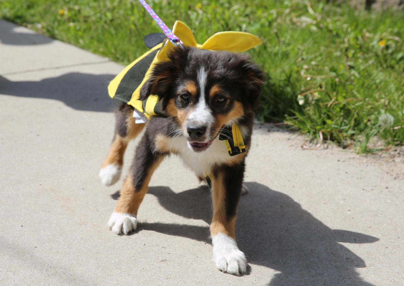 Pet parade at Good Shepherd (10).jpg